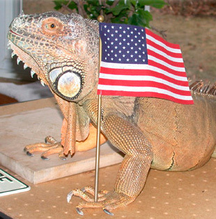 Reptile & Amphibian care. Dedicated to green iguanas, cyclura iguanas, bearded dragons, uromastyx, red footed tortoises, & other lizards, snakes and tortoises.