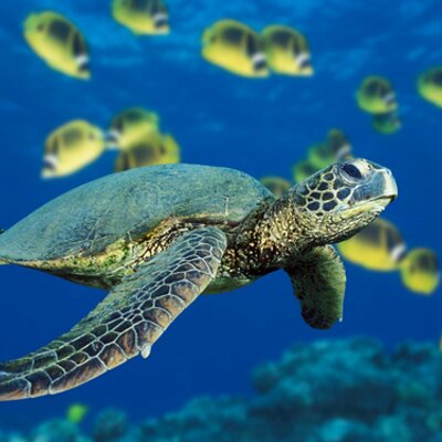 Profile Picture of Marcus Freeman (@marcusfreeman12) on Twitter
