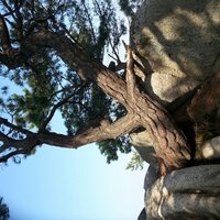 임진동백꽃 (@teayang603) 's Twitter Profile