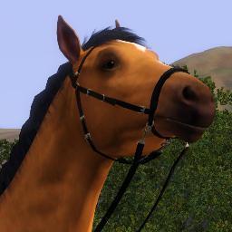 Hello everyone! This is an account for all who would like to follow me and my horses! I will try to update the whole time!