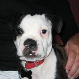 moonbeacher's profile picture. Mom, g'ma, wife, LCSW, social justice, public schools,#BLM, #nottoday,#RESIST,#gunsense, #climate,#unions, #USPS,#takeaknee #gottalovedogs,#'Cuse🏀