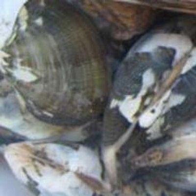 三重県潮干狩り情報 Shiohigarimie Twitter