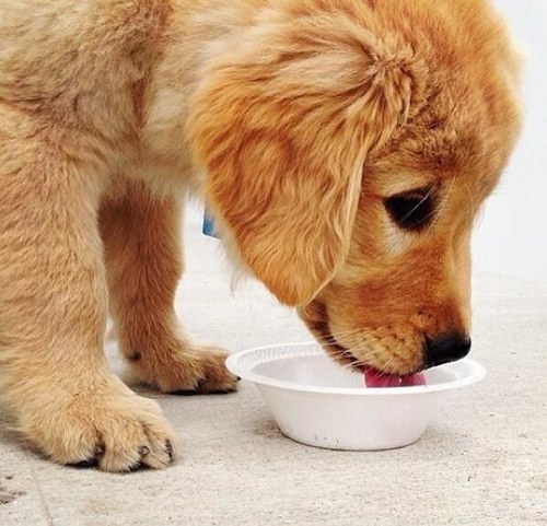 Puppy of @SpanglyCaptain @SpanglyAgent @SpanglySon @SpanglyDaughter @SpanglyPeter . @SpanglyDog is my new best friend.