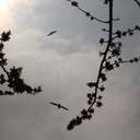 Layla Jama - @LaylaJama1 - Twitter