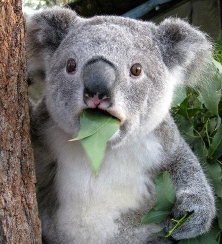 FactsAboutKoala's profile picture. We have the Koala Facts and are voting Yes!
