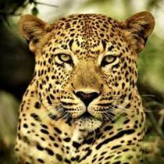 Bestday Safaris is specialist in Safaris, Mountain Trekking, Beach Holiday, Voluntourism, Airport transfers,Car Hire, Domestic Air Ticketing in Tanzania & Kenya
