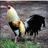 sergiocardena12's profile image