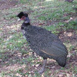 On ne peut pas vivre dans un monde où l'on croit que l'élégance exquise du plumage de la pintade est inutile. (J. Giono)