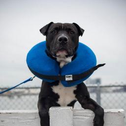 ChicoHarlemNYC's profile picture. I am a NYC puppy-boy who finally found a loving home! Ask me any question and I'll give you a great answer!