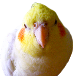 CockatielPlanet's profile picture. Cockatiel Planet is a website for cockatiel owners. Exchange tips, photos, care advice, training tips and more.