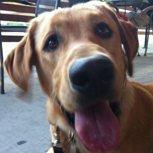 ChuckYourself's profile picture. I poop a lot and chew stuff.