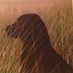 Drew Lipke (@drewlipke) Twitter profile photo