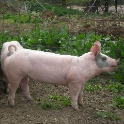 JacobsShowpigs's profile picture. 