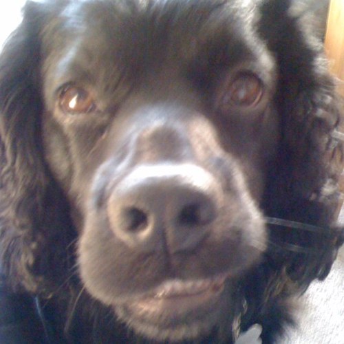 Black Cocker Spaniel. Loves chickens & sausages.. & cheese, Rock Dog God #rockdogs. OTRB 28/07/17 7pm 🌈 account now managed by step brother Barney