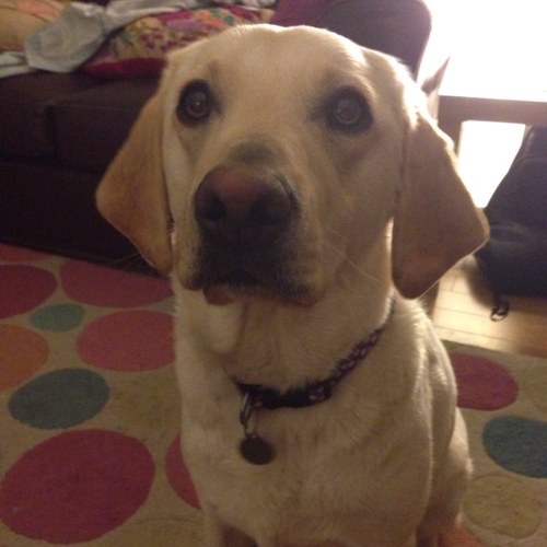 valermcq's profile picture. HR Bid Director Cognizant UKI