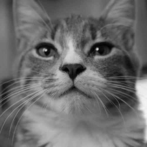 Hipsterthekitty's profile picture. Meow
