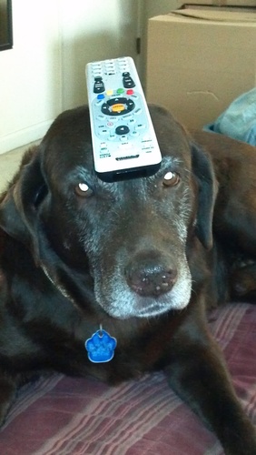 benr27's profile picture. Love my doggies!