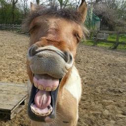 #paardenblog, #paarden, #hippotherapie, #paardenverzorging #ruitersport #oosterbeek
