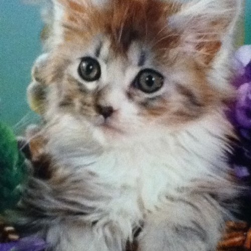 Xo_brittmacleod's profile picture. 