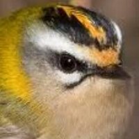 Court of Ornithology (@__coo) Twitter profile photo
