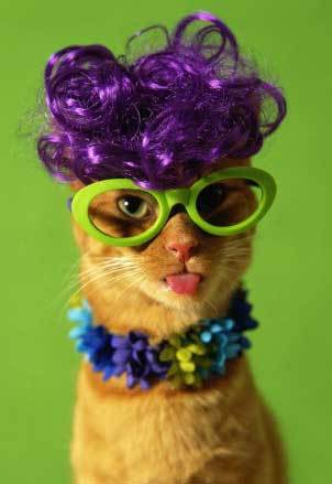 KatWithBling's profile picture. I'm Miss Kitty with Bling, a Sassy Kat Diva who LOVES 2make friends & give away FREE stuff that will make U $$$! Click on my site & C 4 UrSelf! SoEasy! MEEEOW!