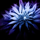 Manuel David Weed - @ManuelDavidWeed - Twitter