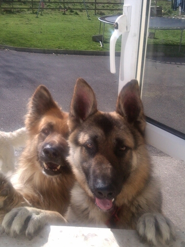 TheFormorian's profile picture. 