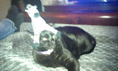 ummm....I'm a cat
