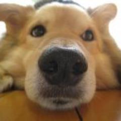 鳥/犬/エレカシ/ビール/緑内障 etc. ごちゃ混ぜアカウント。2023.4月愛鳥を迷子にしてしまいましたが沢山のご協力を賜り奇跡の生還✨お力添えに感謝の気持ちを込めて #ほんじつのピルスくん にて愛鳥の元気な姿をを投稿しています ※facebook、LINE やってませんインスタ苦手でゴメンですm(_ _)m
