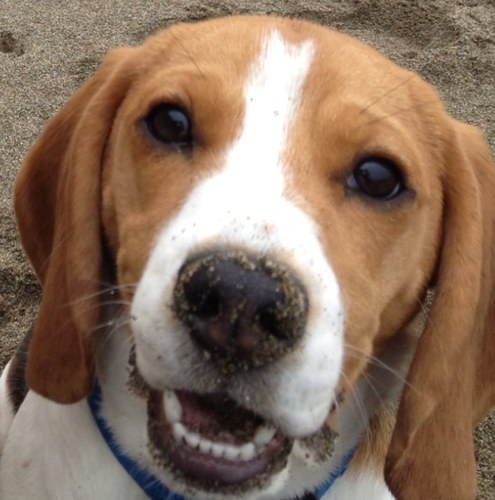 Purebred Beagle trying to make a few bones out here in the world. I review toys, treats, and training techniques on my blog: http://t.co/i7yeUrBf