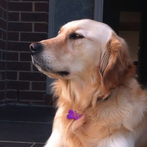 m0nsoon_rain's profile picture. Calling it just the way it is. Cyclist and runner wannabe. Consultant running for his sanity. Wife, 2 kids and a dog named Lucy.