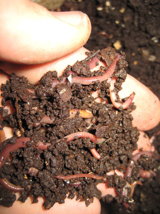 Worms eat waste and poop gold!