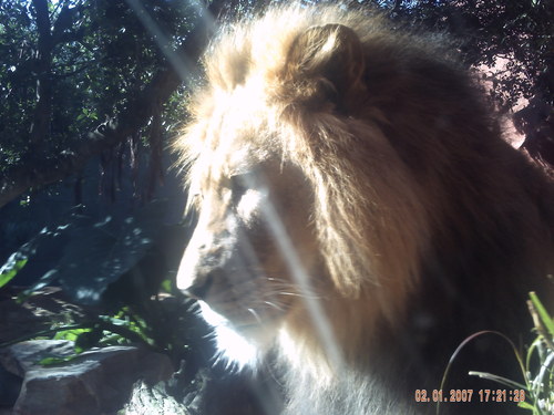 I'm a lion. Rawr. Actually, I'm just the spam for LaurennTheLion
