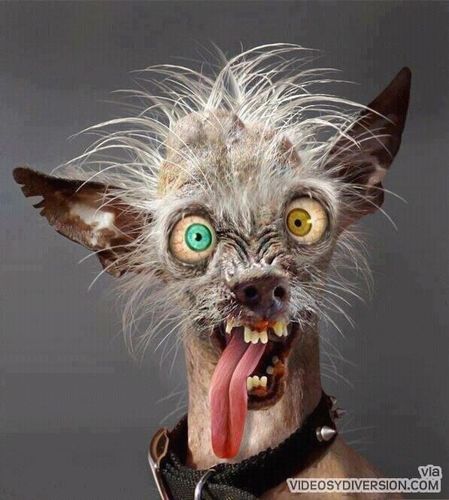 SuperPerro_20 Profile Picture
