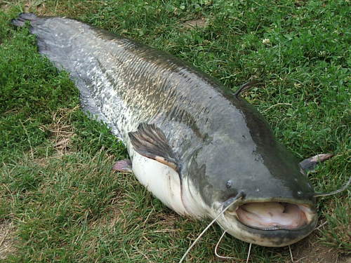 KisvciHorgszt's profile picture. Minden kedves horgászt sok szeretettel vár a Kisváci Horgásztó!