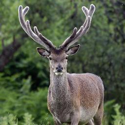 HordleDeerleap's profile picture. 