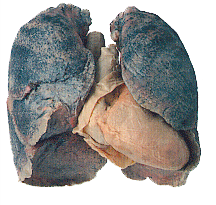 PoumonGoudron's profile picture. Compte Twitter officiel du tumblr Poumon Goudron !
Poumon Goudron, le BTP de la prévention tabagique.