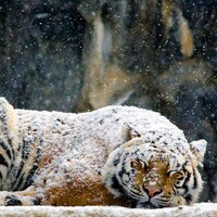 خــالد ★. (@gg55_) Twitter profile photo