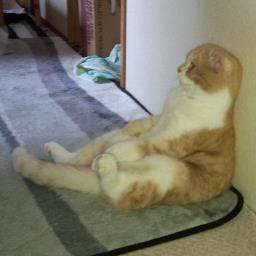 ネトゲが趣味の自由人。
アクアリウムや猫を撫でまわしながら生きています。
中身は男だから期待しないでね(´・ω・`)