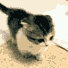 Taylor's cutest gray and white furry scottish fold cat. Bought since Halloween 2011. Wanna Play fetch with me?