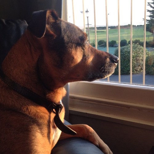 MuttleyDoghawk's profile picture. I'm a dog. So I do dog stuff. Got diabetes and now I'm going blind it's not going to stop me it's just going to slow me down