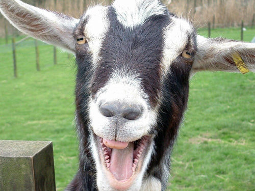 Representing the goat community of the world