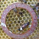 Bob Fitzpatrick - @Slapstic - Twitter