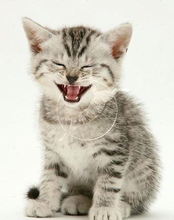 getdat2's profile picture. 