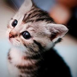 Gato de Molly. Torturado por Scorp, le vacié el armario. Miau.