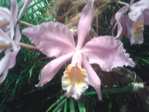 mrrodfor's profile picture. 