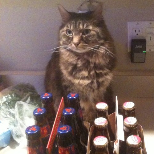 I am a professional bowling cat.  I larned to spell from lolcats but I is just a cat.  Cut me a brake.  I like scams and picking on Roxy kitten.