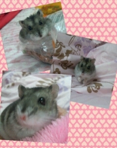 mimichan419's profile picture. チャトレしてます♡ 
フォロー返し100ぱーせんと(*^^*)☆