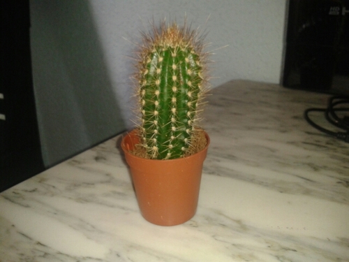 Amigo de mis amigos pero un poco seco. En ocasiones soy tan rebelde que me salgo del tiesto. 28/04/2013