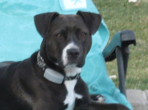 Patriotic, Christian conservative who loves animals & supports 2nd amendment rights